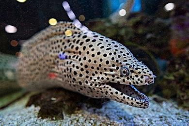 《崩坏：星穹铁道》动画短片：「那安息的长夜」